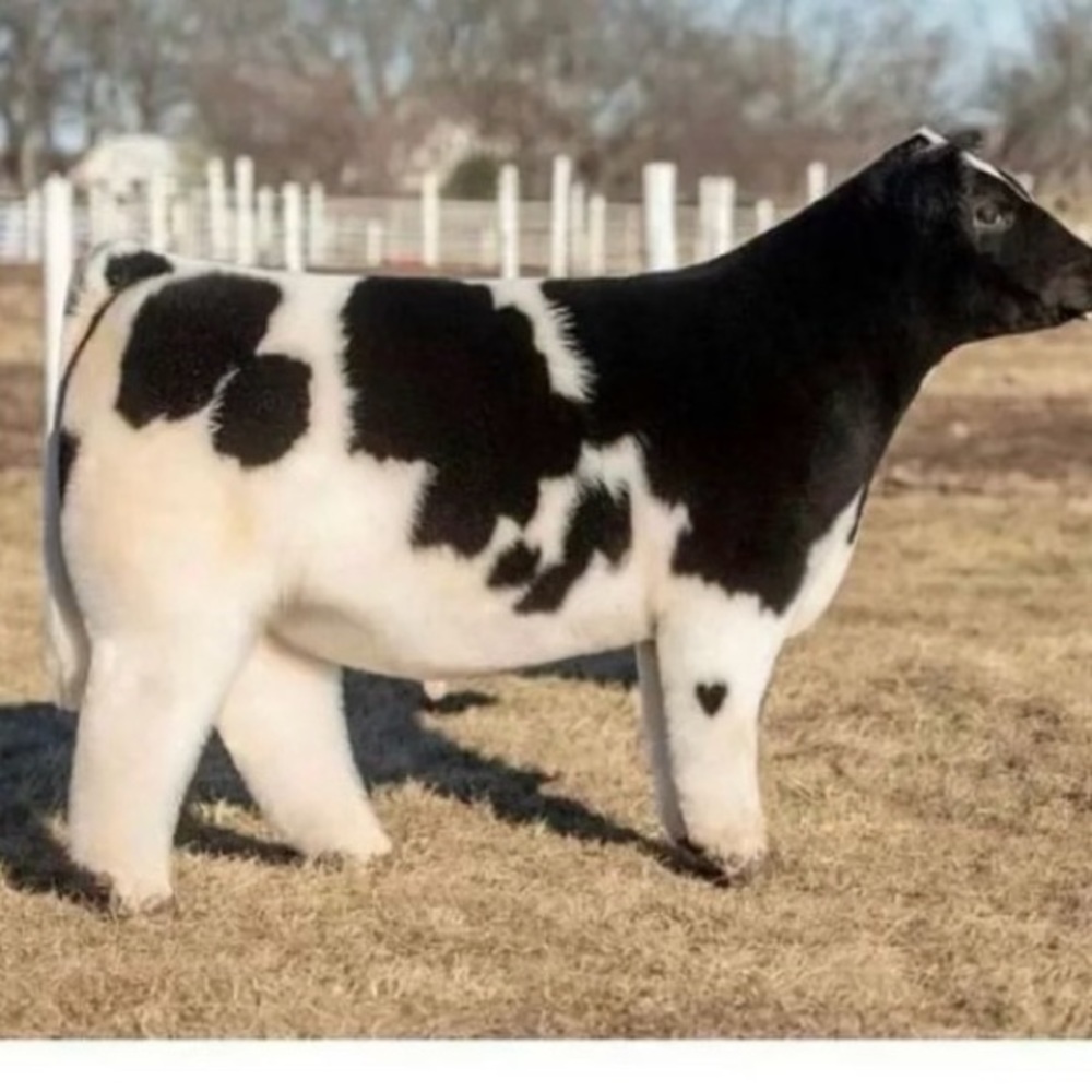 Meet your Posher, Lulu